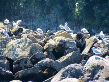 Bird on rock