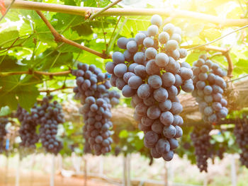 Close-up of grapes growing in vineyard