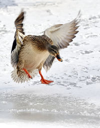 Mallard duck flying over frozen lake during winter