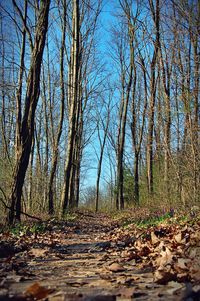 Trees in forest