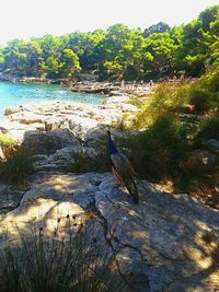 Scenic view of sea