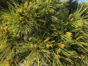 High angle view of pine tree