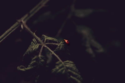 Close-up of insect over black background