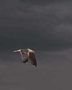 Low angle view of seagull flying in sky