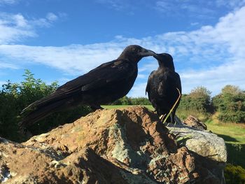 Bird perching on rock against sky