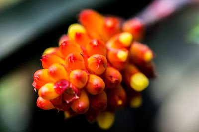 Close-up of red flowering plant