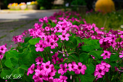 Close-up of pink flowering plants in park