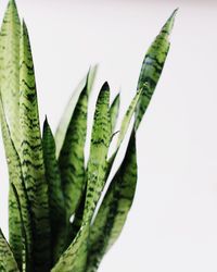 Close-up of succulent plant against white background