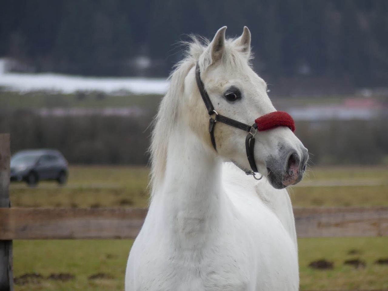 horse, domestic animals, animal themes, one animal, mammal, white color, livestock, focus on foreground, field, day, outdoors, no people, nature, close-up, portrait