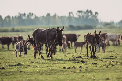 Horses in a field