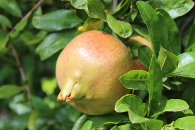 Close-up of apples on tree