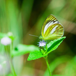 Close-up of butterfly pollinating on flower