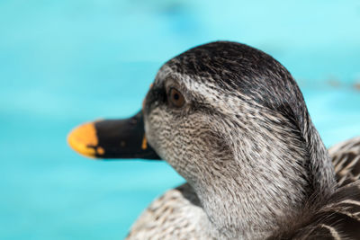 Close-up of bird against water