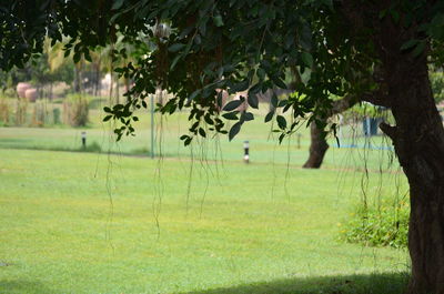 Trees on field