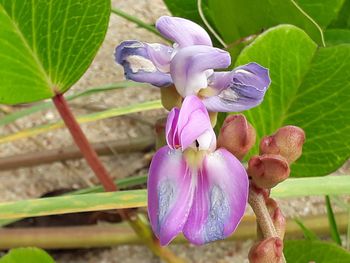 Close-up of fresh purple flowers blooming in garden