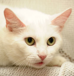 Close-up portrait of cat