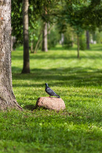 Ducks on tree trunk in park