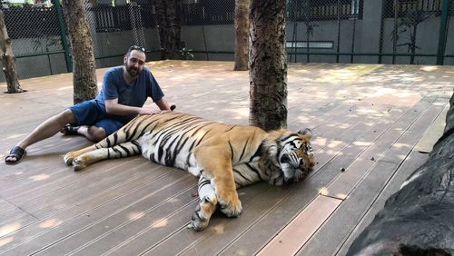 Portrait of man sitting with tiger at zoo