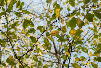 Low angle view of tree branches against sky