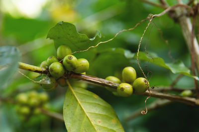 Coffee beans on the bush at plantation