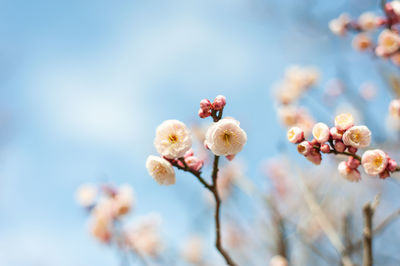 Close-up of cherry blossom against sky