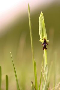 Ophrys insectifera