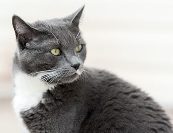 Close-up portrait of cat