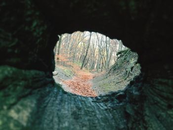 Close-up of tree stump in forest