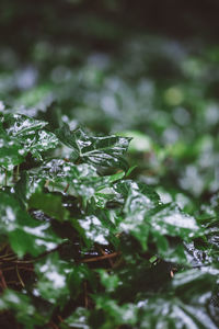 Close-up of green plant