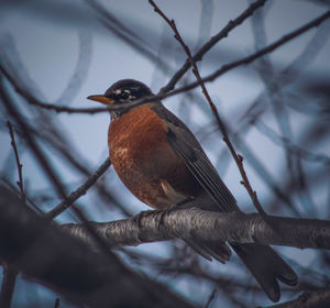 Close-up of bird perching on branch