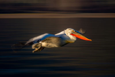 Close-up of bird in lake