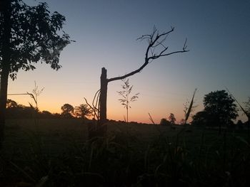 Silhouette plants on field against sky during sunset