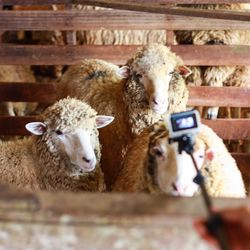 Close-up of sheep