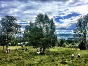 Cows grazing on field against sky