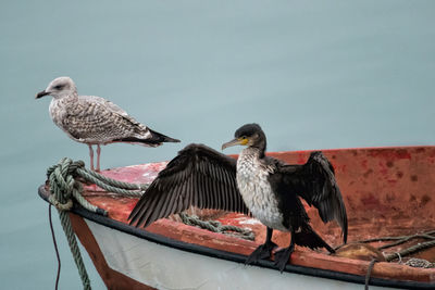 Cormorant spreading wings on a boat