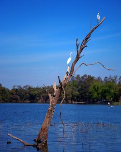 Bare tree against blue sky