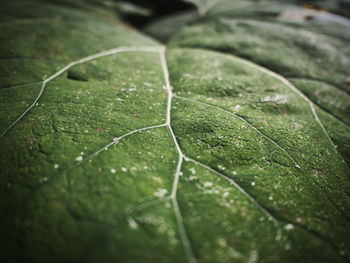 Close-up of raindrops on leaves