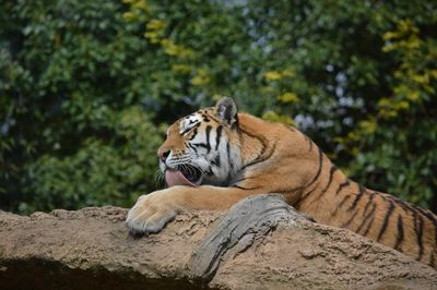 Cat relaxing on rock