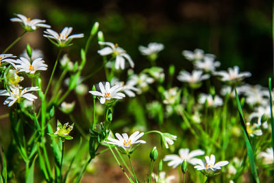 Close-up of white flowering plant