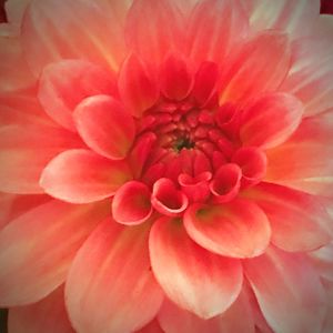 Close-up of dahlia blooming outdoors