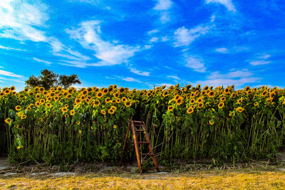 Scenic view of flowering plants on field against sky