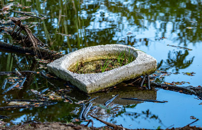 Damaged tree in lake during winter