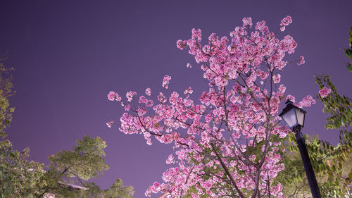 Low angle view of pink flowers