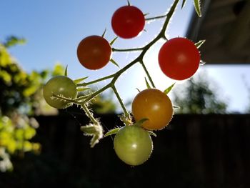 Low angle view of fruits hanging on tree