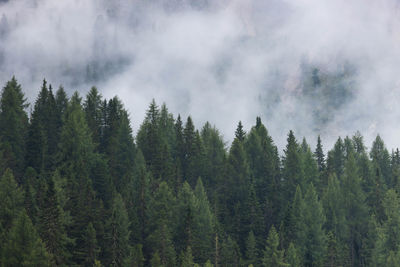 Panoramic view of pine trees against sky