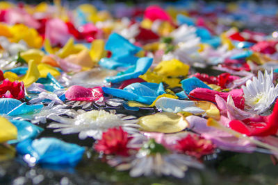 Close-up of multi colored flowers