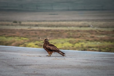 Eagle perching on road