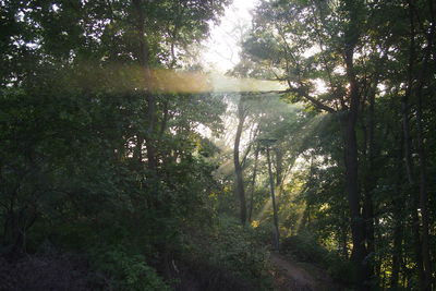 Trees in forest