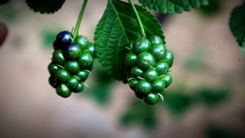 Close-up of berries growing on plant