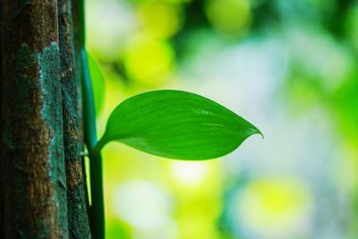 Close-up of fresh green tree trunk